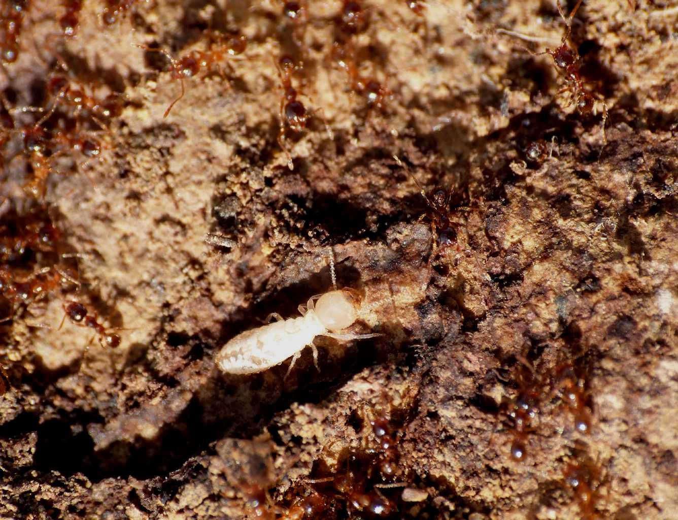 Formiche e termiti - S. Severa (RM)